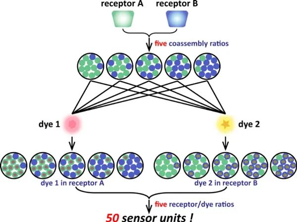 X-MOL报道我课题组最新研究进展